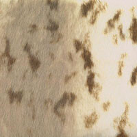 Beige_en