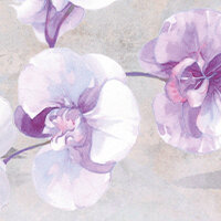 Wisteria